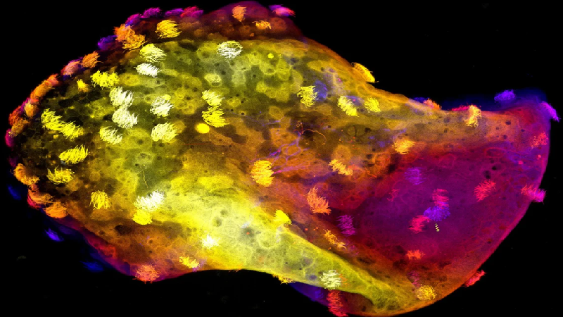 Researchers create neurobots, living machines that develop their own nervous systems
